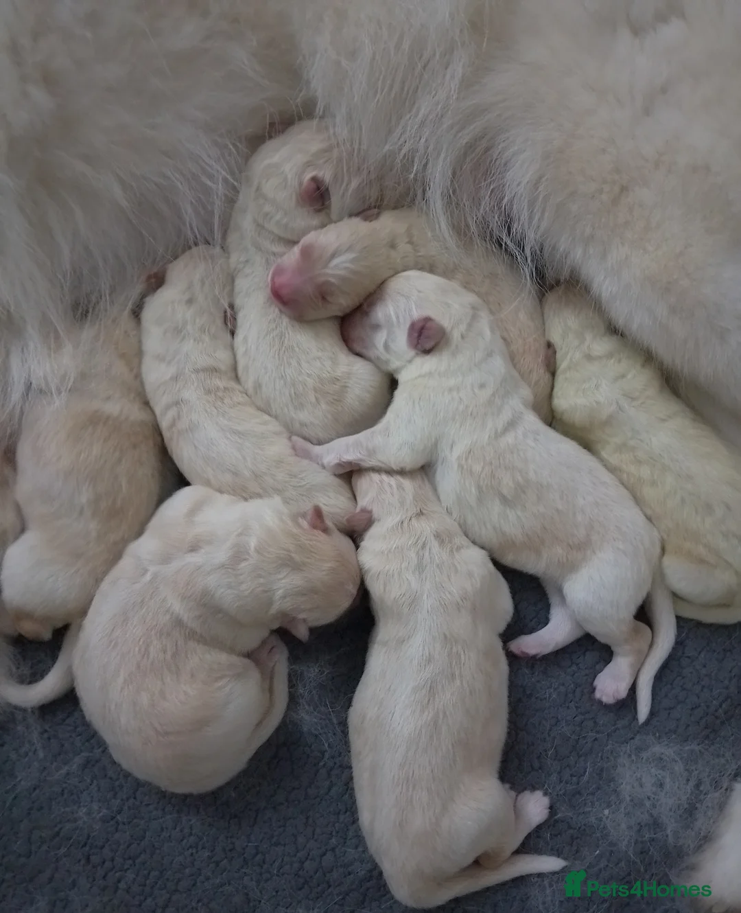 German Shepherd dogs for sale: White long coat straight back German Shepherd pups - Advert 3