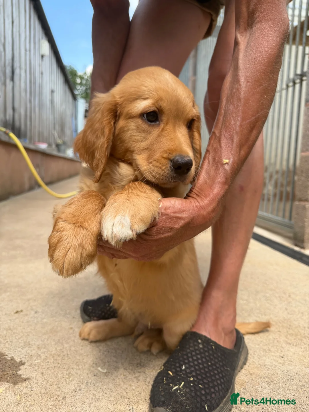 Goldador dogs for sale: Ready for their new forever homes  - Advert 2