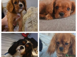 Cavalier King Charles Spaniel dogs Cavalier king charles puppys READY NOW pedigree KC - Advert 10
