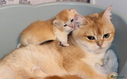 British Shorthair cats for sale: ⭐️Golden and Blue Golden Chinchilla kittens⭐️ - Image 10
