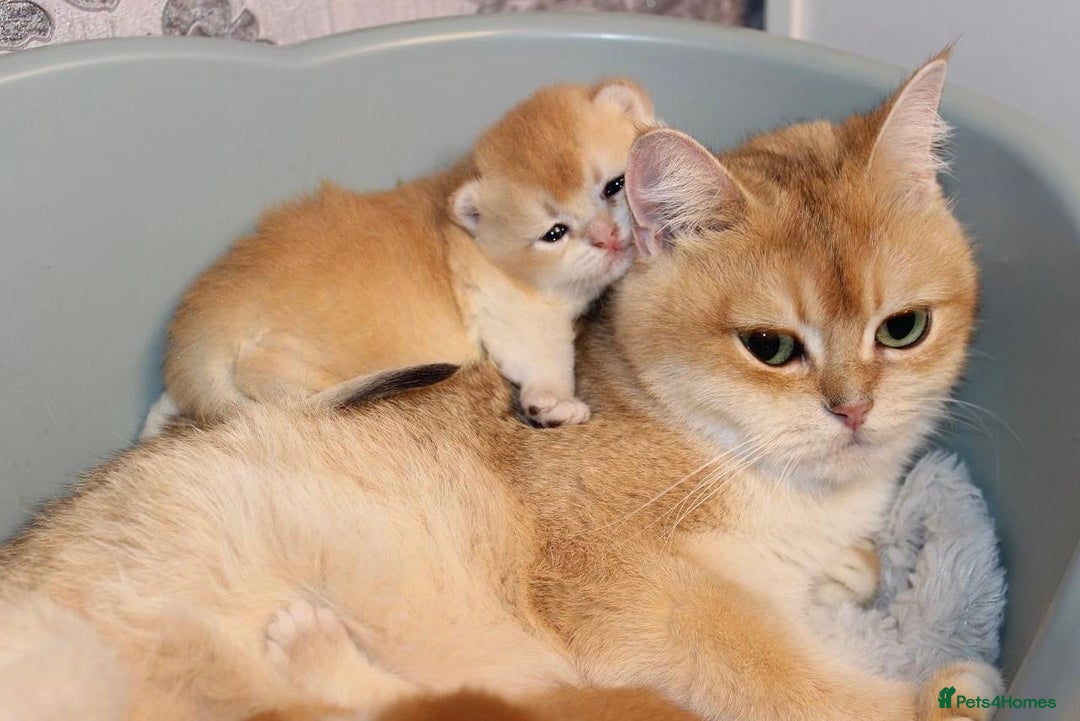 British Shorthair cats for sale: ⭐️Golden and Blue Golden Chinchilla kittens⭐️ - Image 10