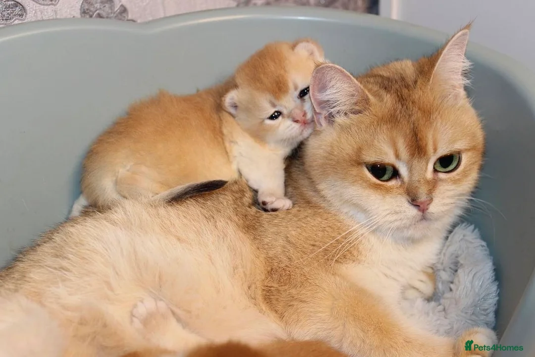 British Shorthair cats for sale: ⭐️Golden and Blue Golden Chinchilla kittens⭐️ - Advert 9