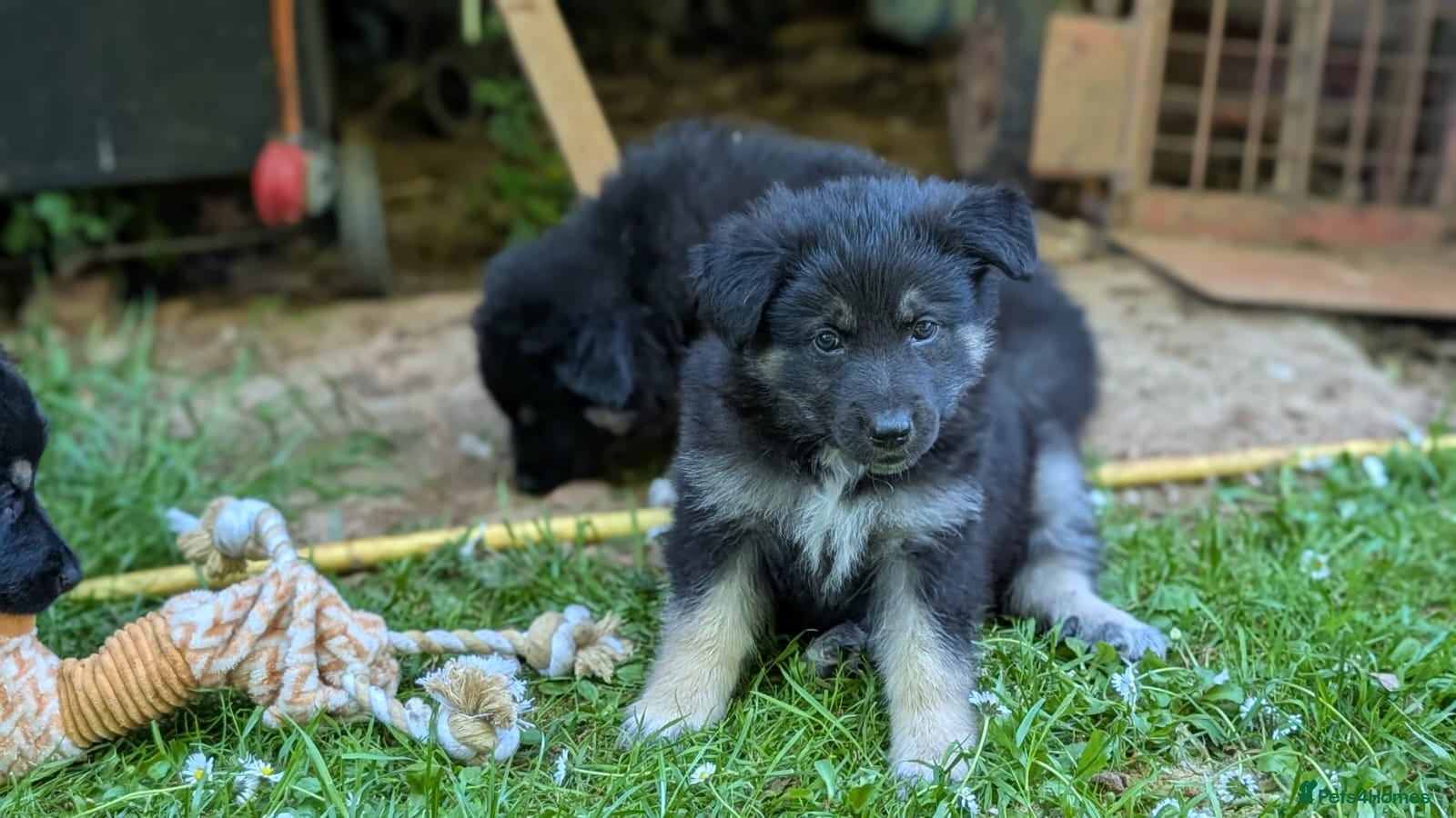 Mixed Breed dogs Beautiful SHOLLIES (ColliexGermanShep) Puppies - Advert 4