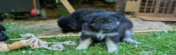 Mixed Breed dogs for sale: Beautiful SHOLLIES (ColliexGermanShep) Puppies in Crediton - Advert 1