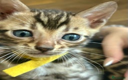Bengal cats for sale: 6 Gorgeous Bengals kittens ready for reservation  - Image 11