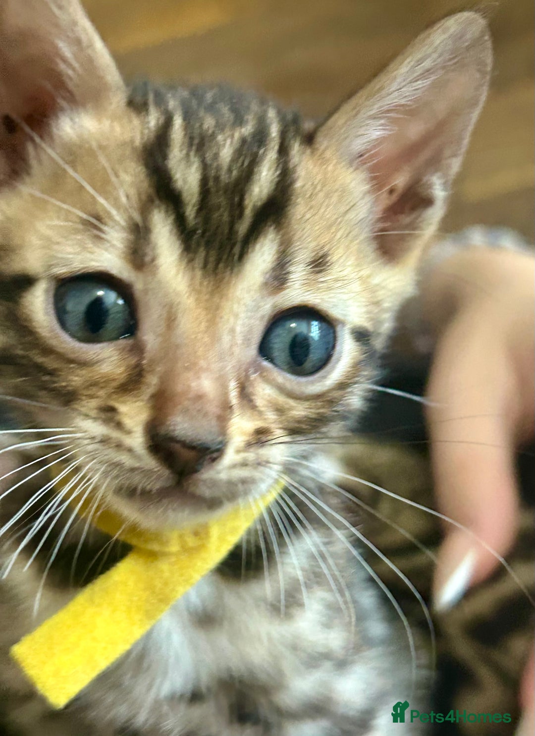 Bengal cats for sale: 6 Gorgeous Bengals kittens ready for reservation  - Image 11