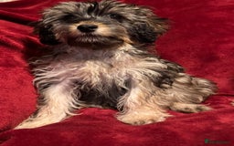 Cockapoo dogs for sale: 🐶 F1 Cockerpoo Puppies 🐶 - Image 4