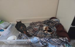 Mixed Breed cats for sale: 4 kittens for sale. Mixed gender  - Image 2