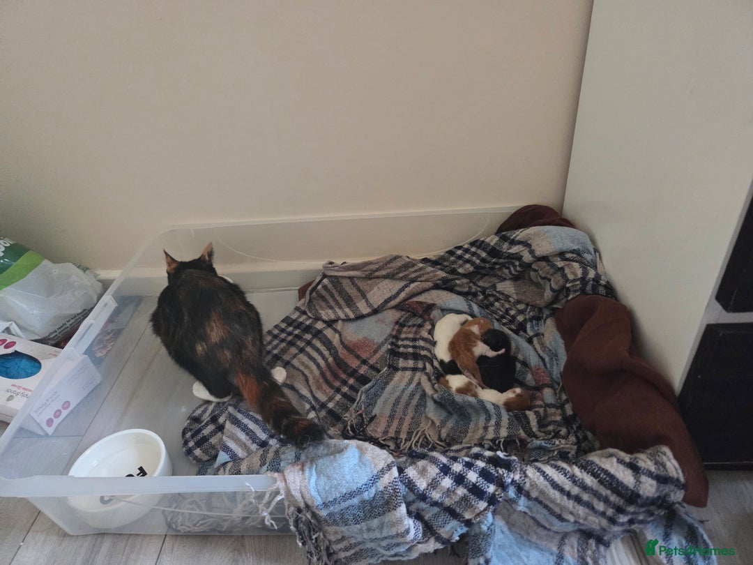Mixed Breed cats for sale: 4 kittens for sale. Mixed gender  - Image 2