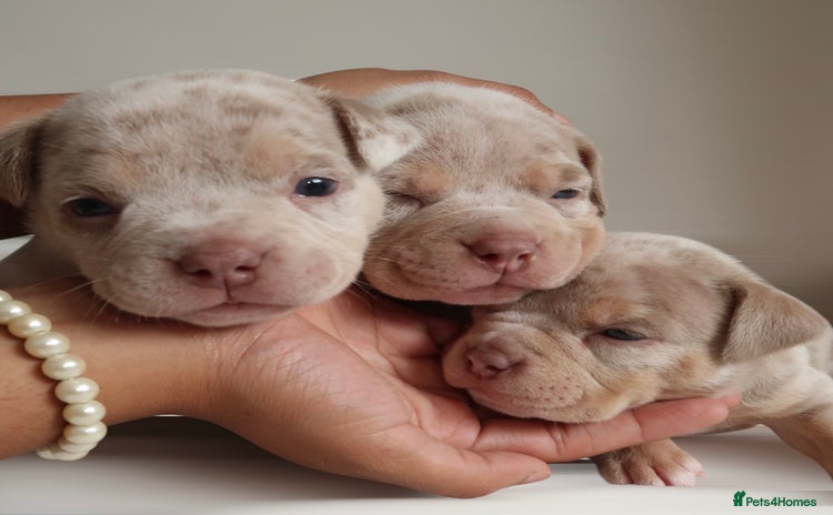 American Bully dogs - Advert 1