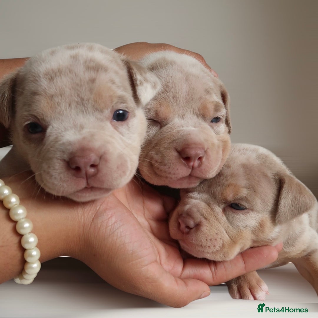 American Bully dogs for sale: Pocket Bully Puppies For Sale📲✅ - Image 1