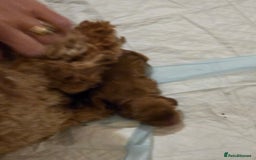 Cockapoo dogs for sale: Mini red cockapoo puppies ready 17th Jan 2026  - Advert 5