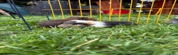 Guinea Pig rodents for sale: Beautiful friendly guinea pigs - Advert 4