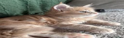 Maine Coon cats for sale: Maine Coon kittens from champion lines  - Advert 6