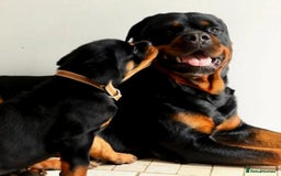 Rottweiler dogs for sale: 🖤 Gorgeous Rottweiler puppies available!  - Image 8