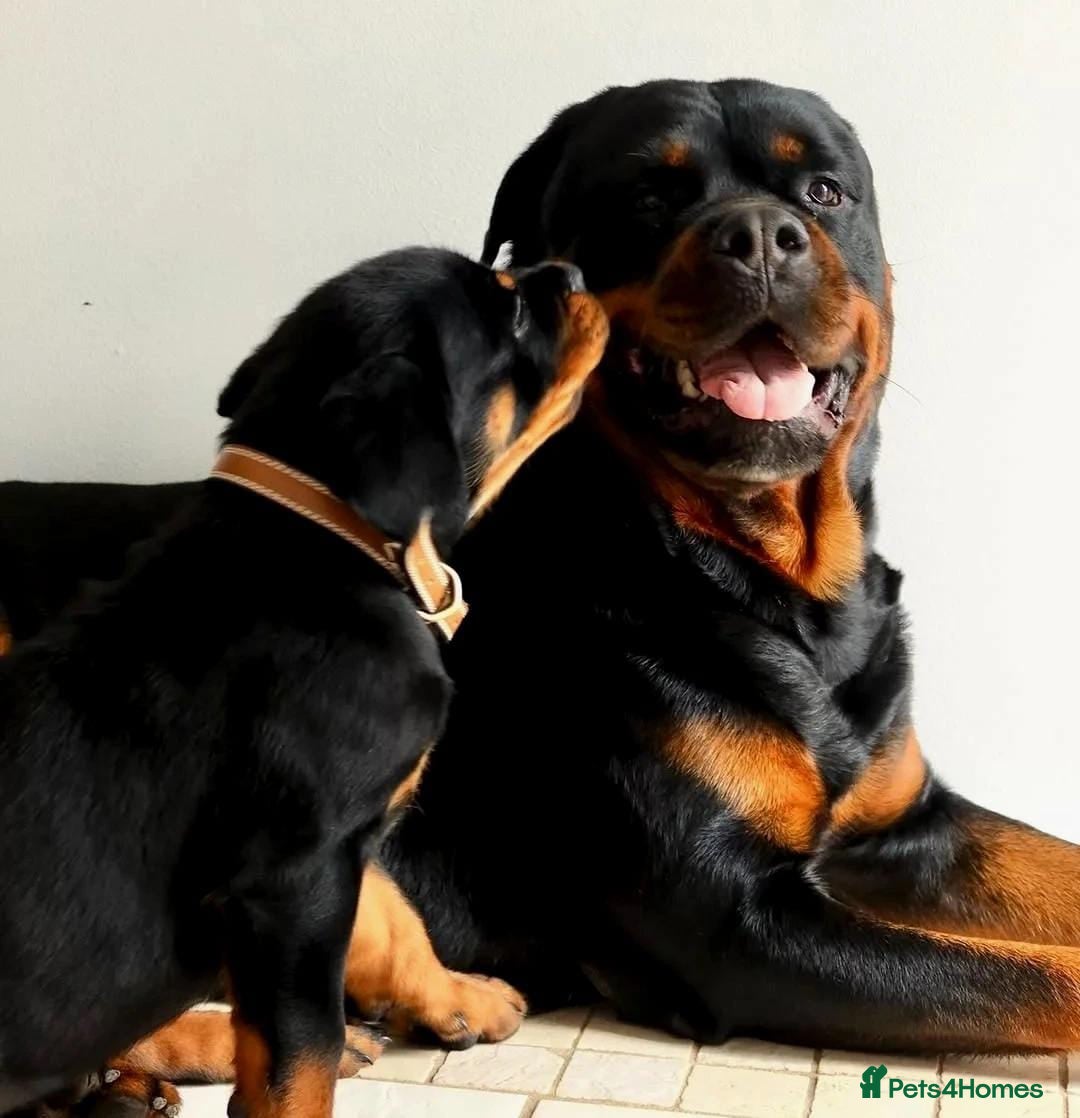 Rottweiler dogs for sale: 🖤 Gorgeous Rottweiler puppies available!  - Image 8