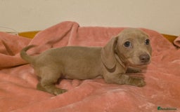 Miniature Dachshund dogs for sale: REDUCED LITTER KC REG mini Daxi  - Image 19