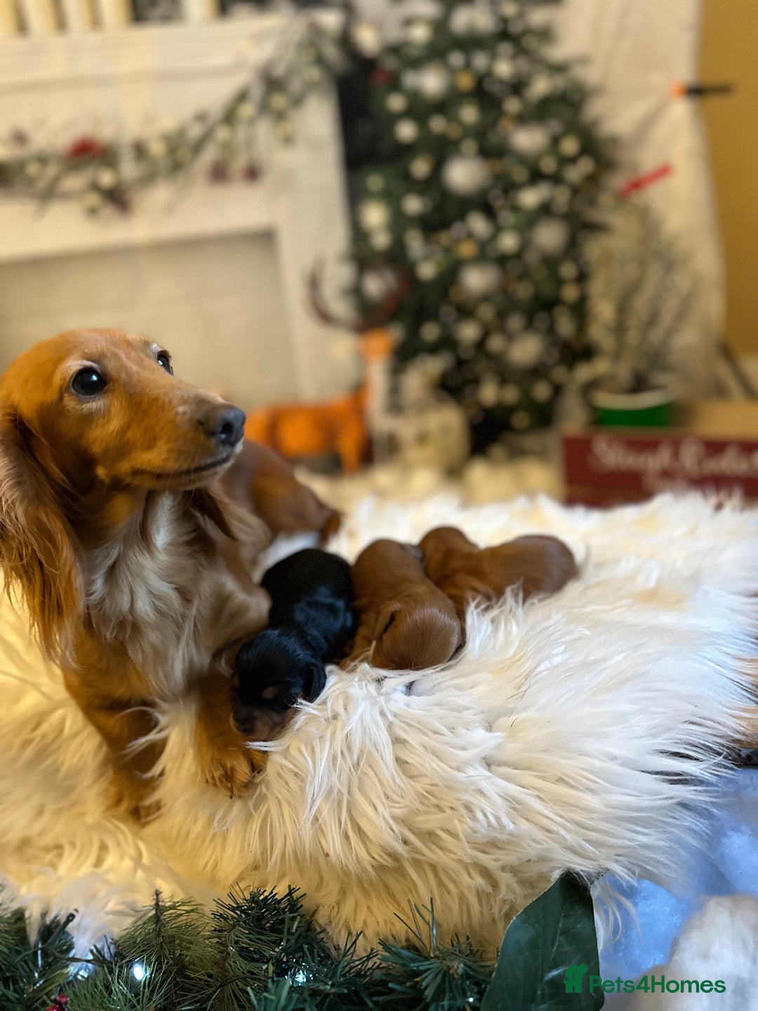 Miniature Dachshund dogs for sale: Exceptional Champion Bloodlines KC Registered PRA - Advert 1