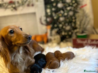 Miniature Dachshund dogs Exceptional Champion Bloodlines KC Registered PRA - Advert 1