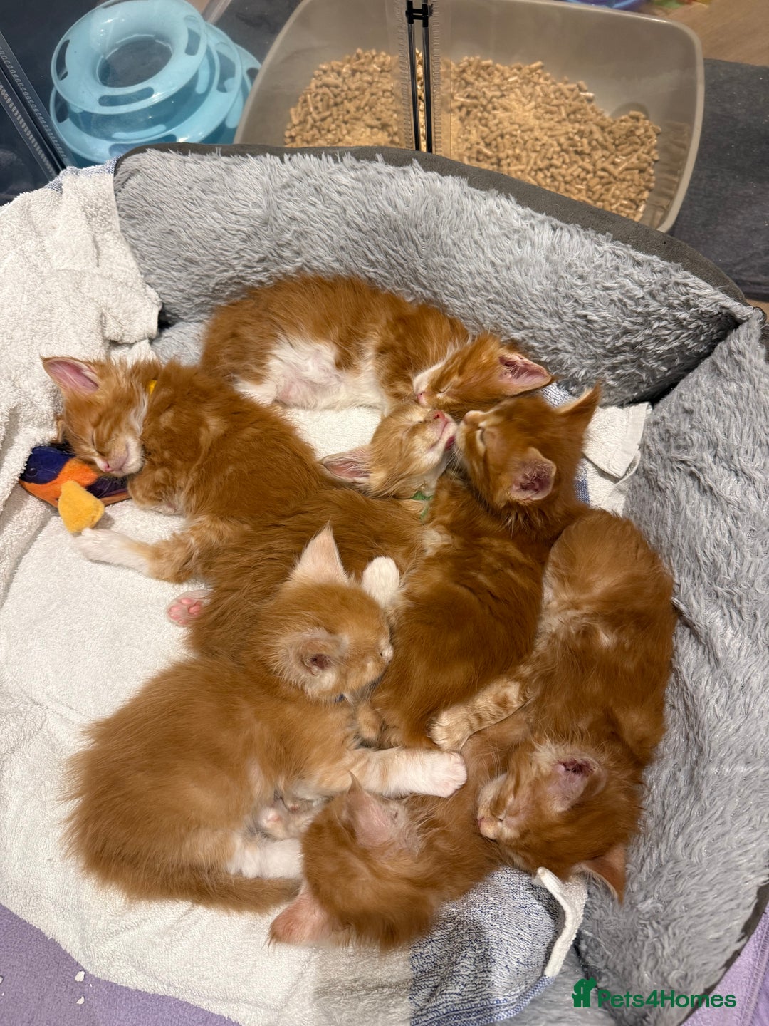 Maine Coon cats for sale: Maine Coon Kittens - Image 15