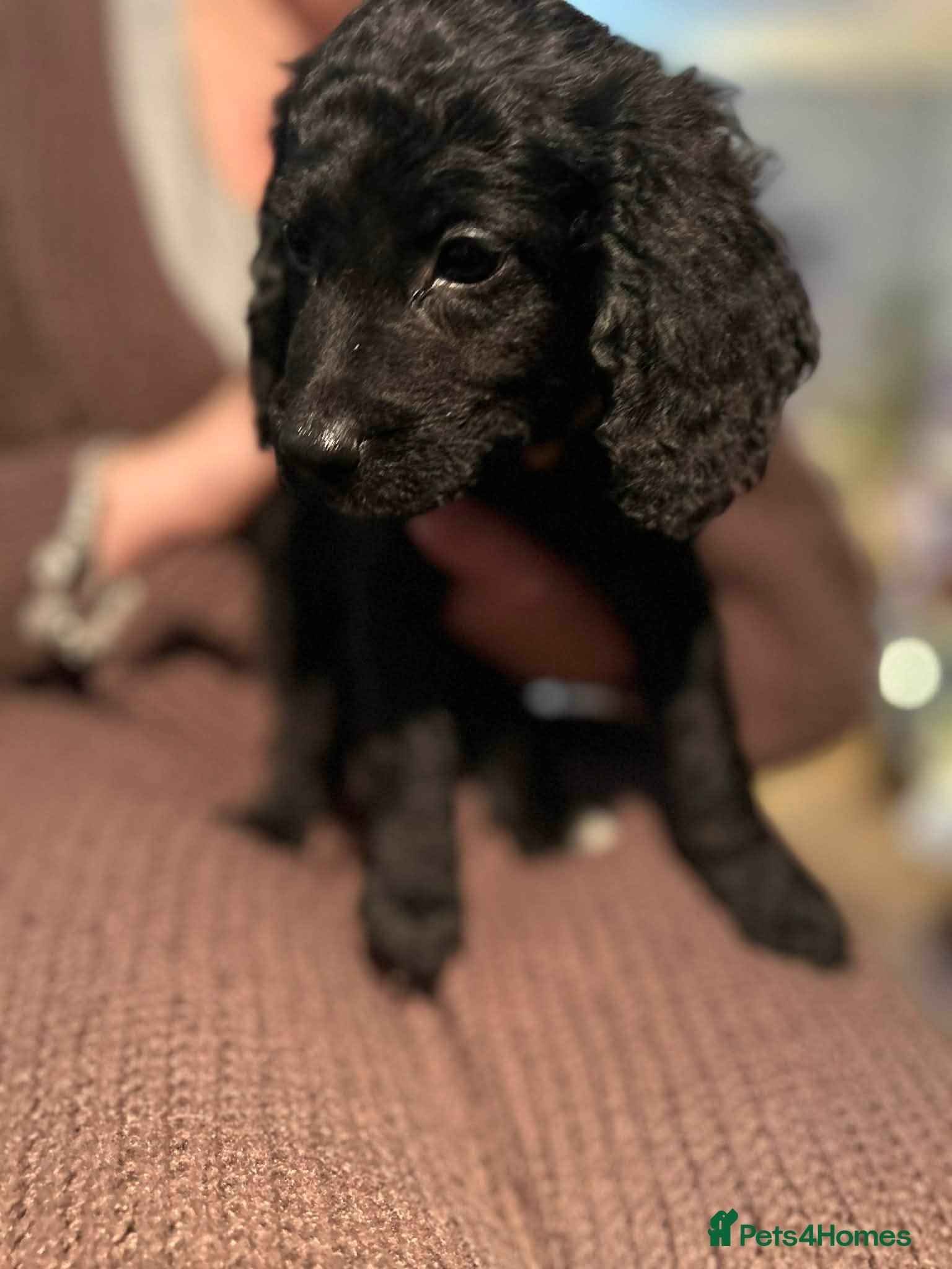 Cockapoo dogs Cockapoo’s for sale - Advert 18