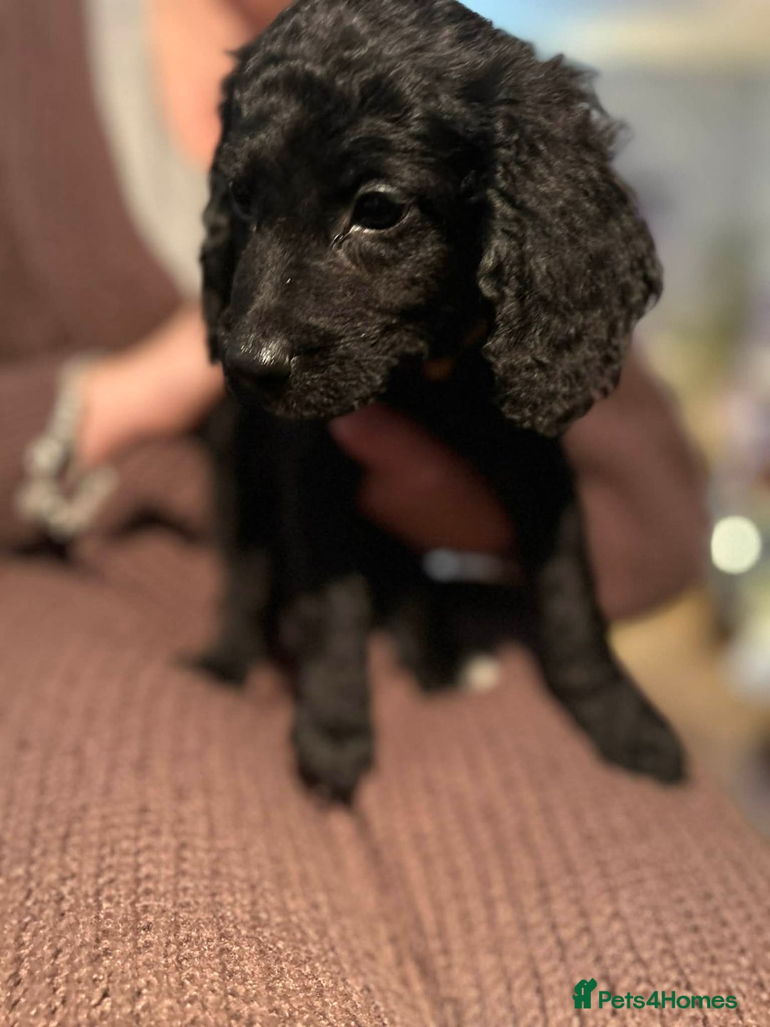 Cockapoo dogs for sale: Cockapoo’s for sale - Advert 7