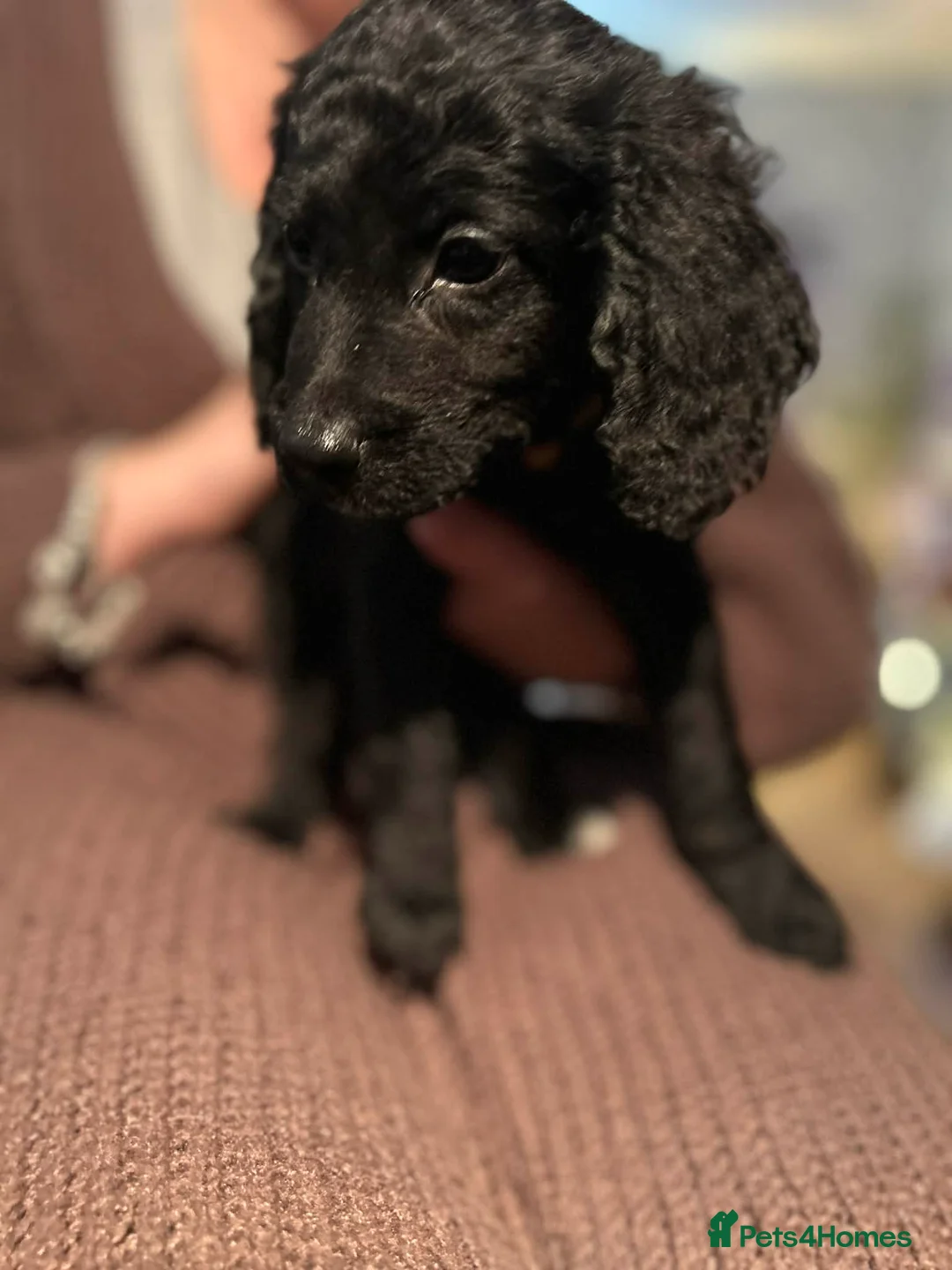 Cockapoo dogs for sale: Cockapoo’s for sale - Advert 7