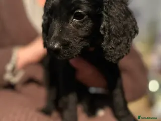 Cockapoo dogs Cockapoo’s for sale - Advert 18