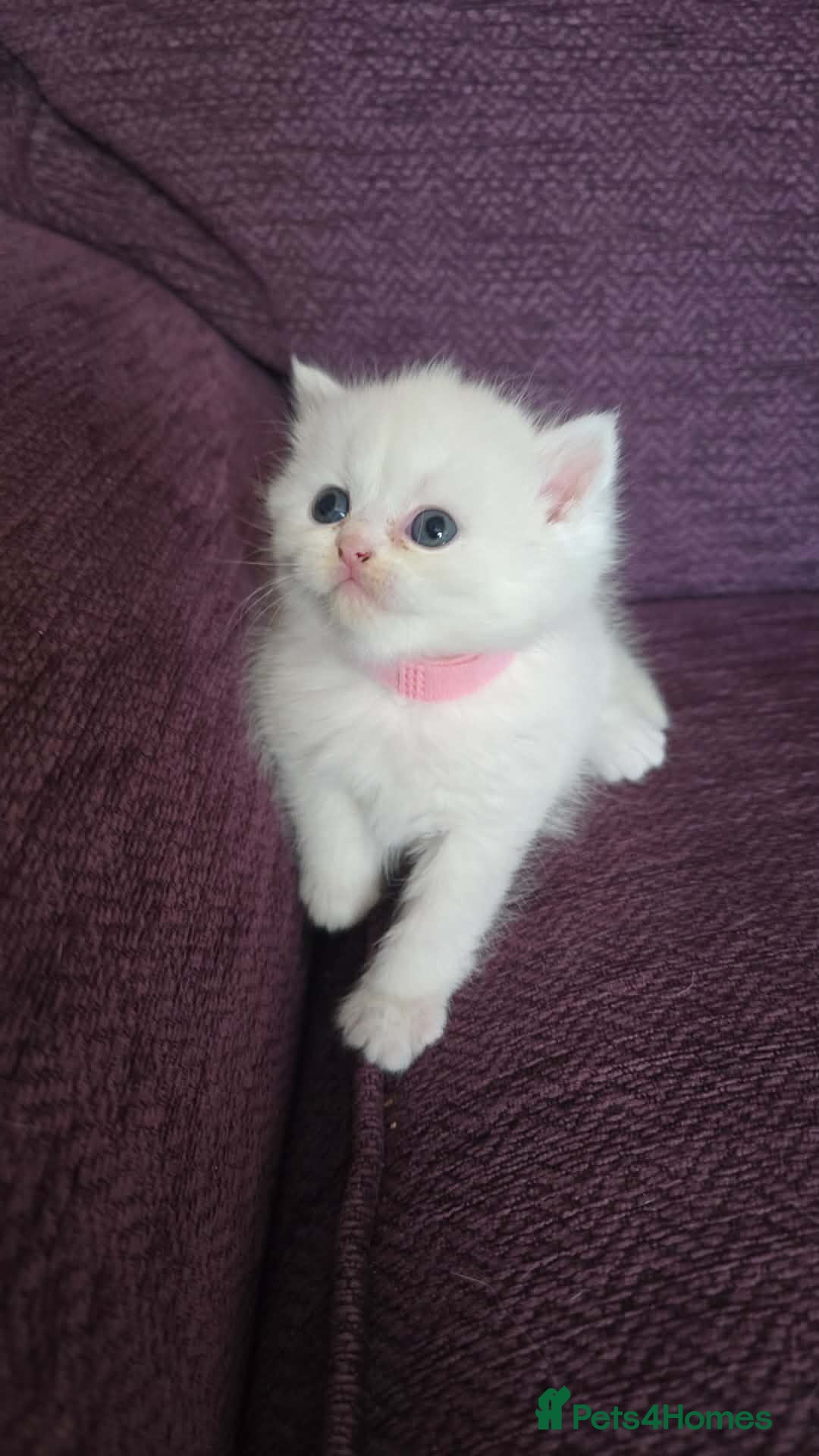 Exotic cats Persian/British Shorthaired cats - Advert 20