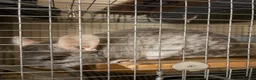 Chinchilla rodents for sale: Friendly 5-Year-Old Chinchilla with Cage – £160 🐭 - Advert 5