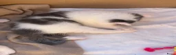 Mixed Breed cats for sale: 3 beautiful kittens ready in 4 weeks  - Advert 4