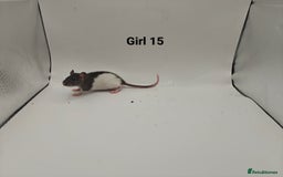 Rat rodents for sale: October Litters: 32 Rats For Sale - Image 30