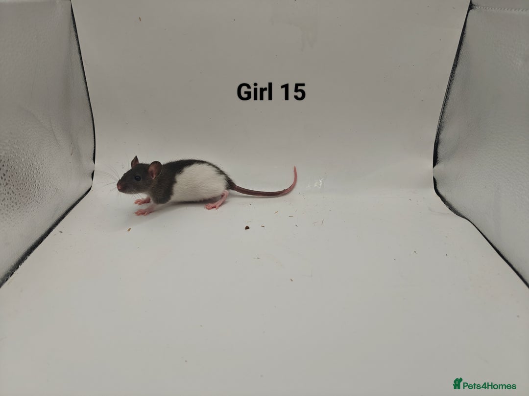 Rat rodents for sale: October Litters: 32 Rats For Sale - Image 30