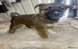 Mixed Breed dogs for sale: Akita/Belgian malenute puppy’s  - Image 13