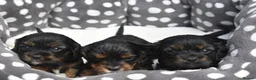 Cavapoo dogs for sale: Health Tested Cavapoo Puppies  - Advert 15