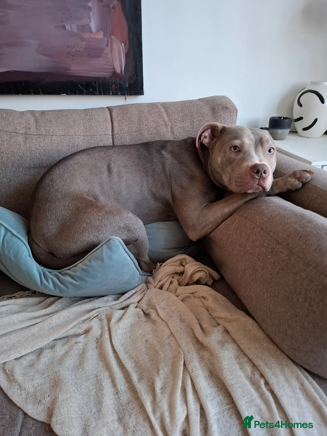 Mixed Breed dogs for sale: Staffy x Female x  - Advert 8