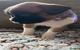 Boxer dogs for sale: Boxer Puppies KC registered  - Image 29
