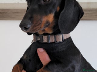 Miniature Dachshund dogs - Advert 17