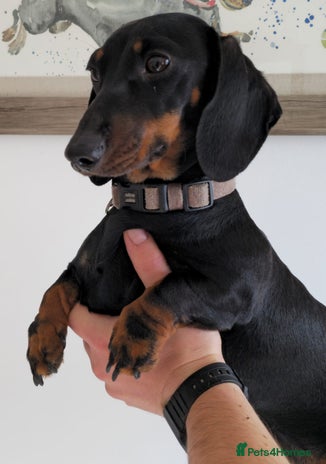 Miniature Dachshund dogs - Advert 3