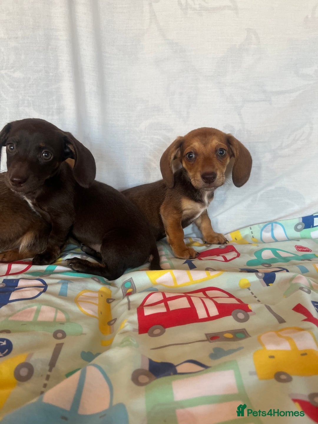 Miniature Dachshund dogs for sale: Miniature dachshund **updated  - Image 14