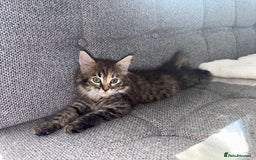 Ragdoll cats for sale: Ragdoll X bengals  - Image 10