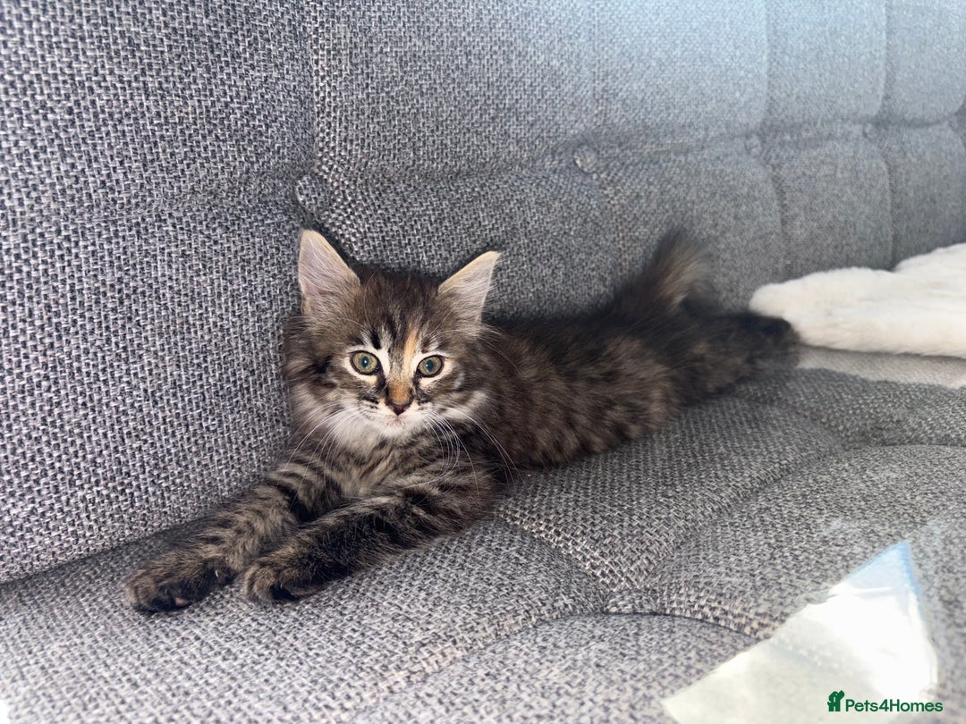 Ragdoll cats for sale: Ragdoll X bengals  - Image 10