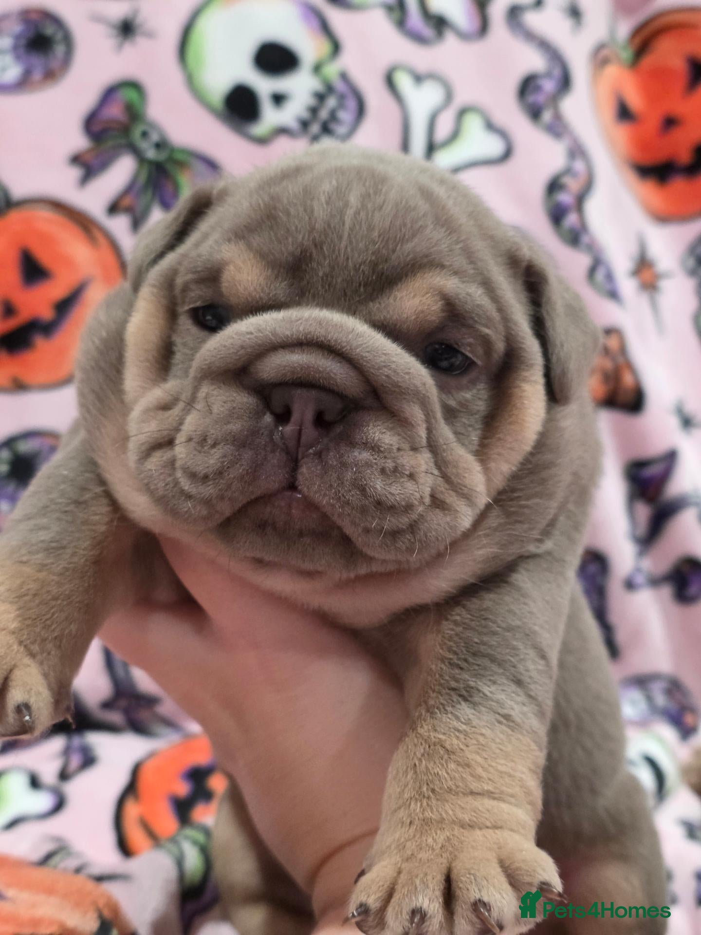 English Bulldog dogs British bulldog pups - Advert 11