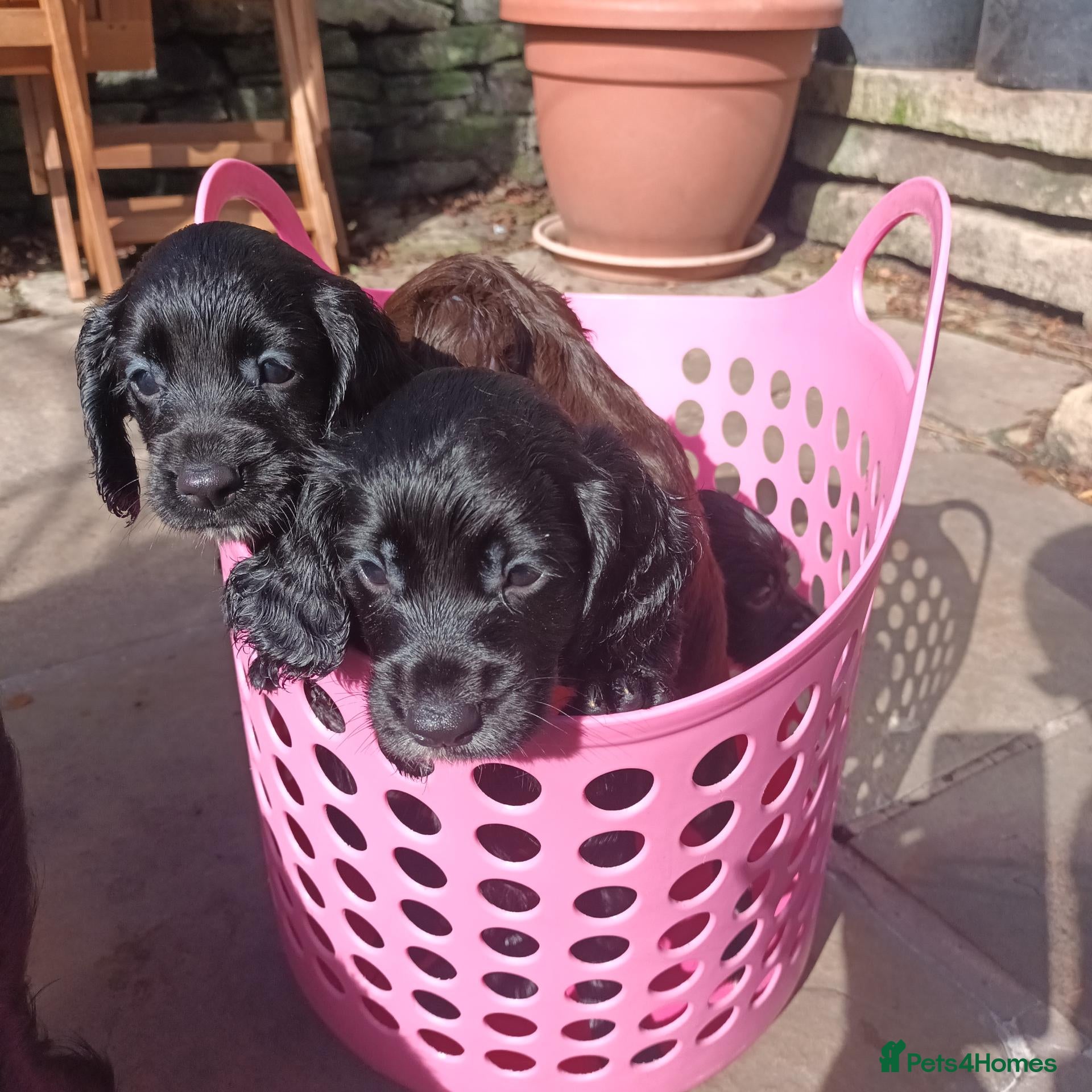 Cocker Spaniel dogs Working Cocker Spaniel Puppies boys and girls - Advert 14