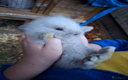 Lionhead rabbits for sale: Baby bunnies - Advert 2