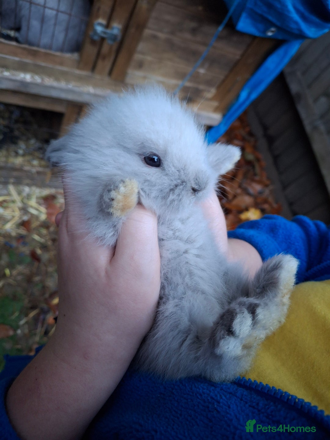 Lionhead rabbits for sale: Baby bunnies - Advert 2