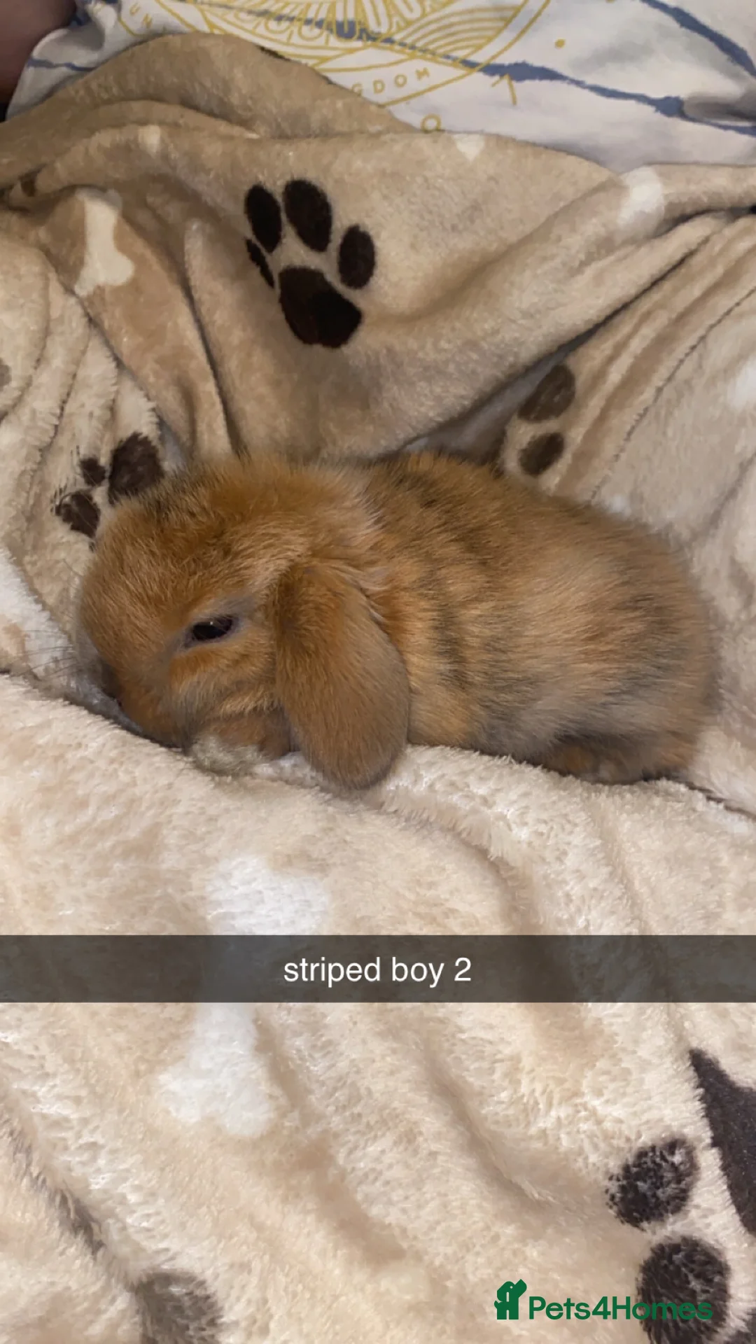 Mini Lop rabbits for sale: Mini Lop Babies Ready To Reserve  - Advert 5