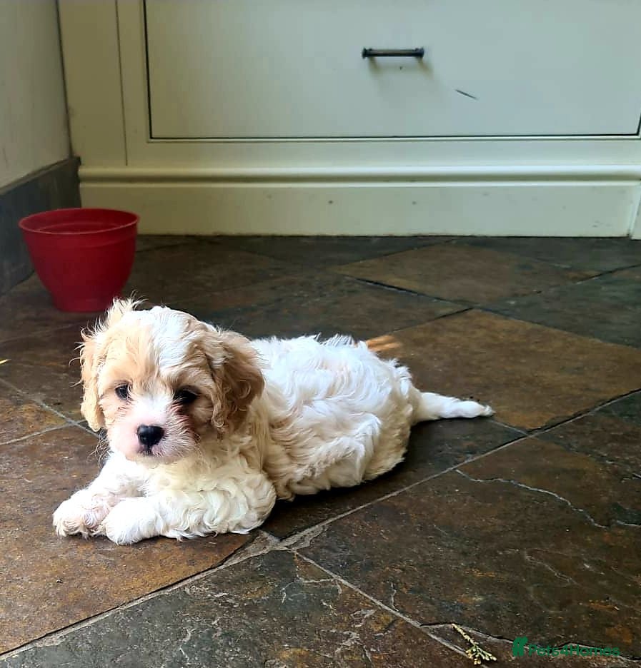 Cavapoo dogs Beautiful F1 Cavapoo Puppies Ready From 6th June  - Advert 2
