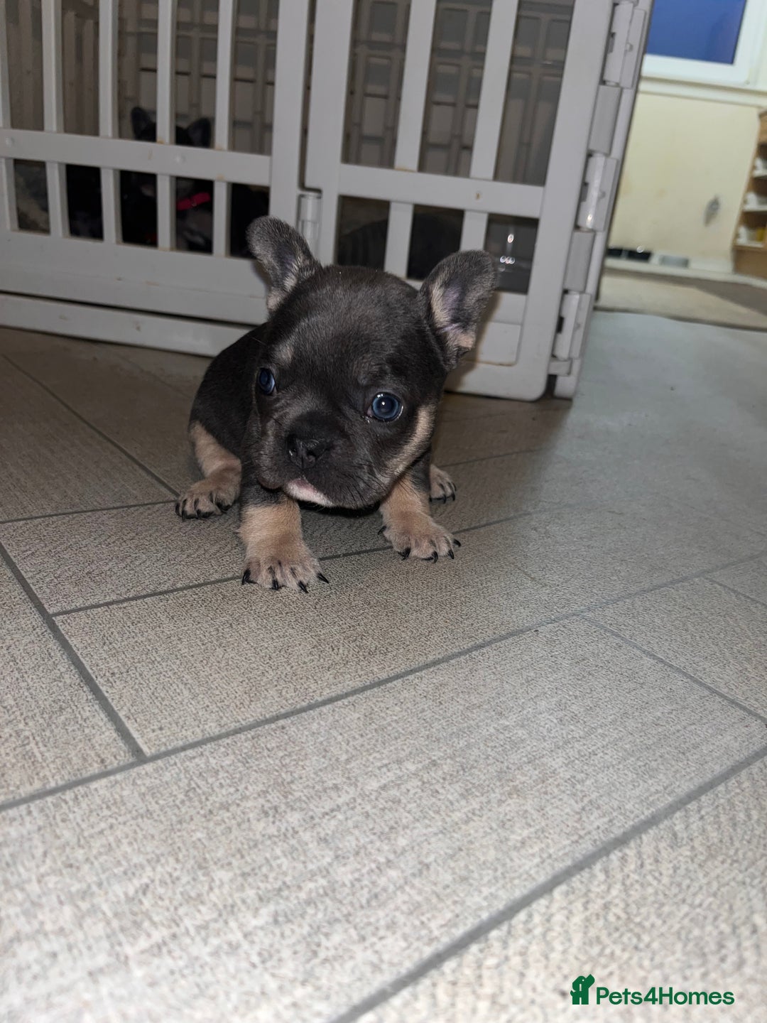 French Bulldog dogs for sale: Cutest frenchies pups  - Advert 36