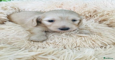Miniature Dachshund dogs - Advert 7